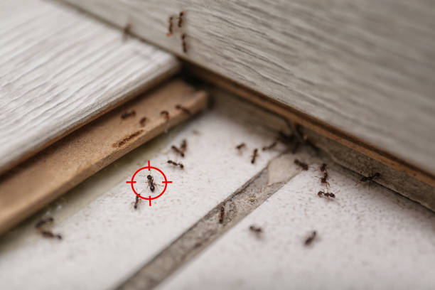 Best Residential Pest Control  in Seneca, SC