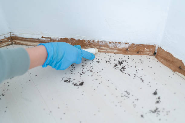 Best Emergency Pest Control  in Seneca, SC